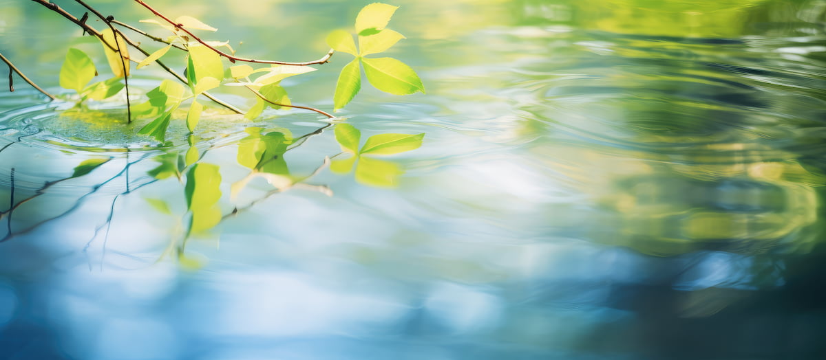 大自然が育むまろやかで透き通る水