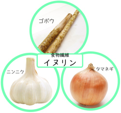 ファイバービスケット イヌリン